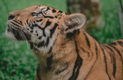 A tiger in the zoo, a closeup shot of its head and neck looking up at something outside the frame, with a green grass background. The photo was taken from above with a Canon EOS R5 camera using an 80mm f/2 lens to capture details, focusing on capturing the intricate fur patterns. --ar 128:83