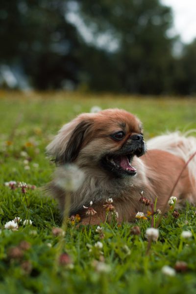 A Pekingese dog is playing in the grass, its mouth open and tongue out as it chases after small flowers. The photograph was taken using commercial photography techniques like natural light, professional color grading, clear focus on fur details, depth of field to create a hyperrealistic image in the style of a professional photographer. --ar 85:128