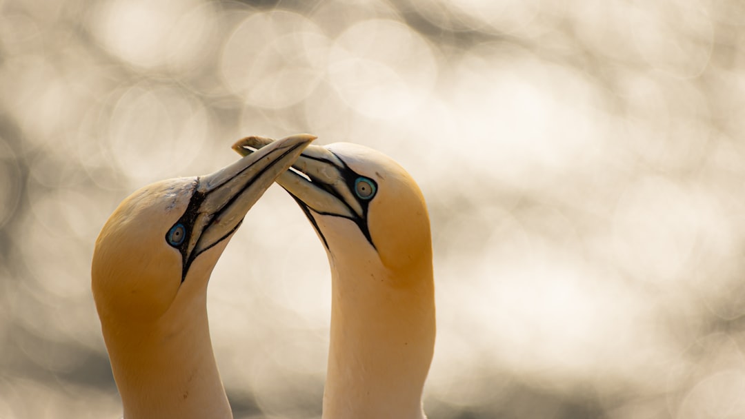 A pair of gannet birds in love, closeup, bokeh background, in the style of National Geographic photography. –ar 16:9