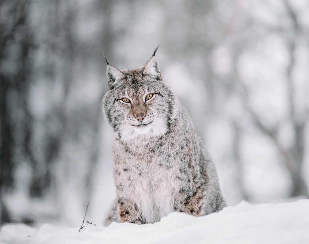 Lynx in the snow, winter forest background, high detail, real photo taken with Sony Alpha A7 III camera and an f/2 lens, white, gray, green colors, soft natural light, nature photography, national geographic award winning shot +!+ –style raw –s sat surrounded by snow, looking into distance, snowing heavily, white fluffy clouds, closeup of lynx standing on top of snowy hill, wild animals, wild life photography, national geography photography –ar 128:101