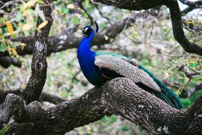 A blue peacock sitting on a tree branch in Ranthambore National Park, shot with a Canon EOS R6 camera at an aperture setting of f/8, using natural light.