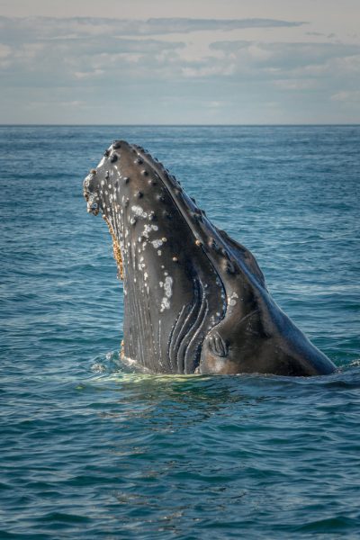 A humpback whale's head is seen above the water surface, with its mouth open and showing teeth. The background shows calm blue ocean waters under a clear sky. The image was shot on a Sony Alpha A7 IV camera, portraying a portrait of cute animals in the style of portrait. --ar 85:128