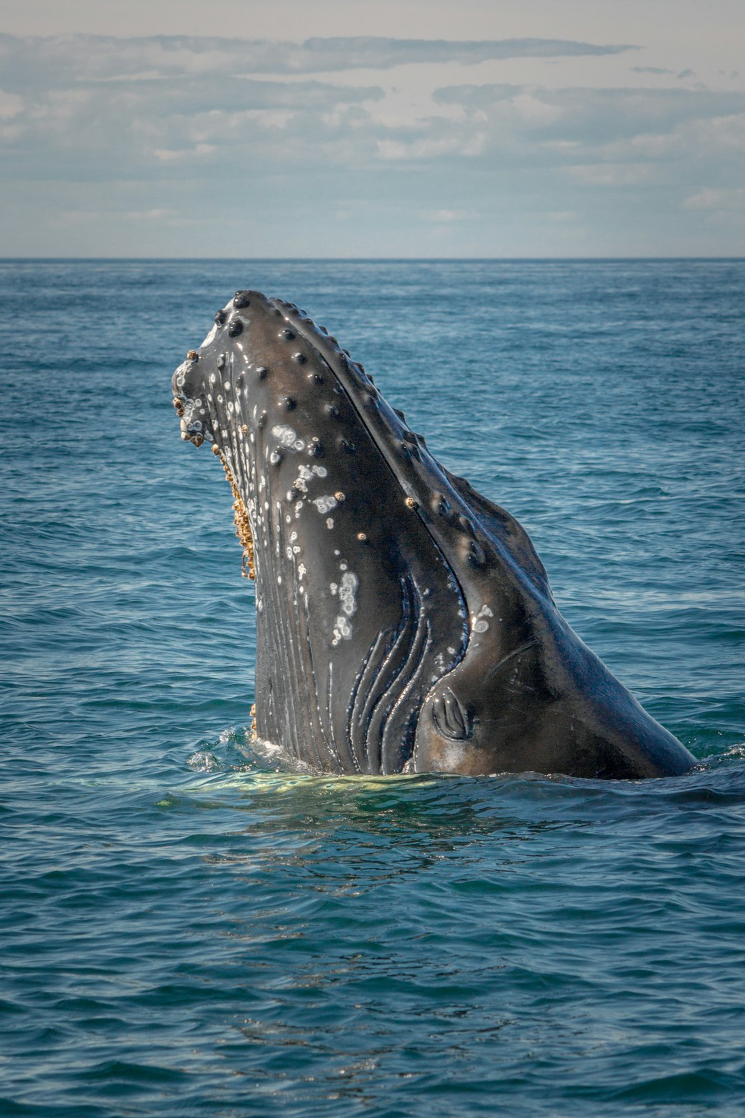 A humpback whale’s head is seen above the water surface, with its mouth open and showing teeth. The background shows calm blue ocean waters under a clear sky. The image was shot on a Sony Alpha A7 IV camera, portraying a portrait of cute animals in the style of portrait. –ar 85:128