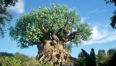 The iconic Tree of Life at Disney's animal kingdom park, a large tree with lush green leaves and intricate roots made from rocks, blue sky in the background, high resolution photography, in the style of high definition quality. --ar 16:9