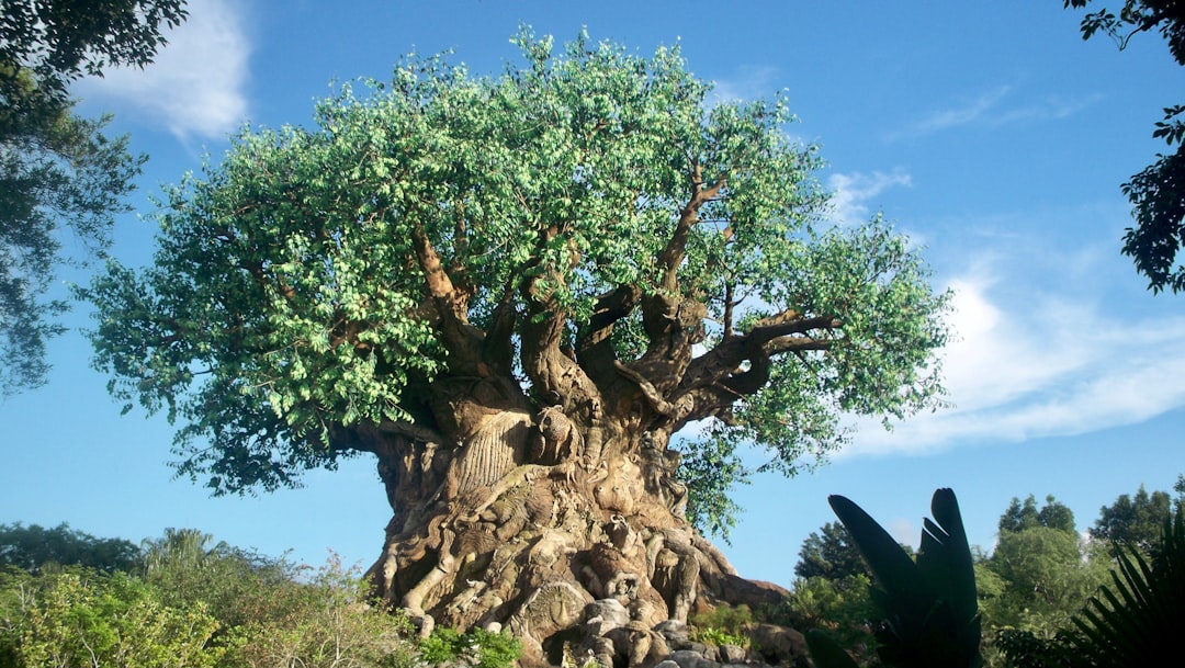 The iconic Tree of Life at Disney’s animal kingdom park, a large tree with lush green leaves and intricate roots made from rocks, blue sky in the background, high resolution photography, in the style of high definition quality. –ar 16:9