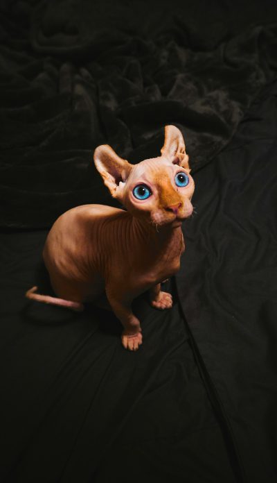 Photorealistic photo of a hairless sphynx kitten with blue eyes, sitting on black velvet fabric, lit from above and behind, shot in the style of [Annie Leibovitz](https://goo.gl/search?artist%20Annie%20Leibovitz), full body portrait, wide angle --ar 73:128