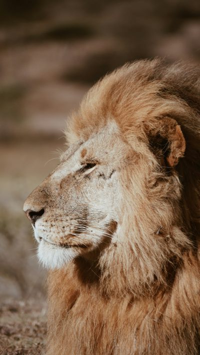 lion in its natural habitat, a photo taken from the side, portrait, in the style of unsplash photography --ar 9:16