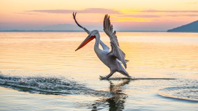 A pelican takes off from the water at sunset on Lake Kog scramble, Greece. The pelican takes off from the water at sunset on Lake Kog scramble, Greece in the style of an impressionist painter. --ar 16:9