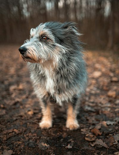 A fulllength portrait of an old, grey and black wirehaired terrier dog standing in the forest on leaves, looking at camera, soft light, shallow depth of field, shot with Canon EOS R5 using macro lens --ar 49:64