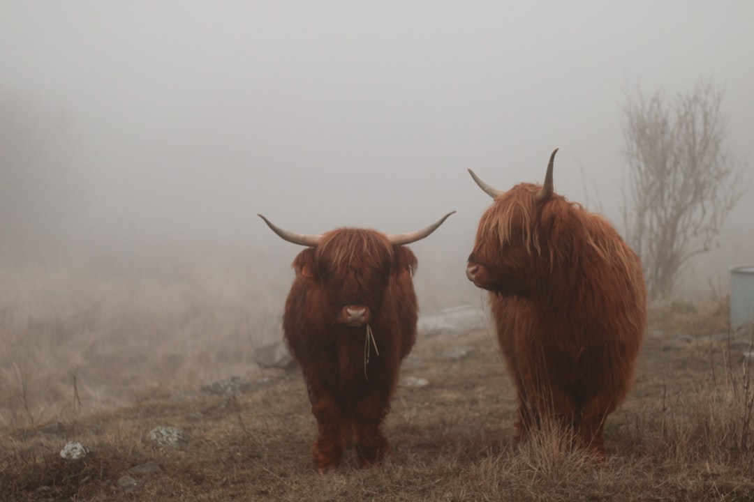 Two highland cows in a misty, foggy scene. Photographed in the style of Petitel FrTOKEN, using a Leica M6 and color film. –ar 128:85