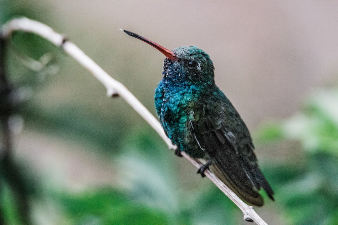 Photo of a hummingbird in the rainforest, sitting on a branch, with blue and green feathers, taken with macro photography in natural light, with professional color grading, soft shadows, no contrast, clean sharp focus, bokeh background, film grain effect, natural lighting, depth of field, shot with a Sony Alpha A7 III in the style of natural photography. –ar 128:85