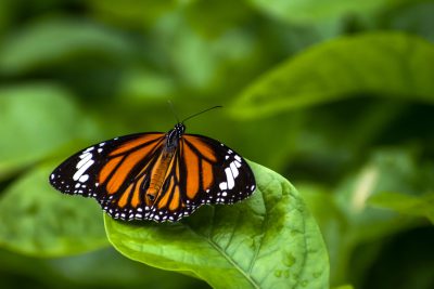 A butterfly resting on the edge of a green leaf, in a closeup shot, with orange and black colored wings with a white dotted pattern, on a natural background, in the style of macro photography, with high definition details, with natural lighting. --ar 128:85