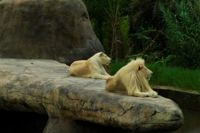 Two white lions lounging on a large rock in a zoo, side view, photorealistic landscapes in the style of various artists. --ar 128:85