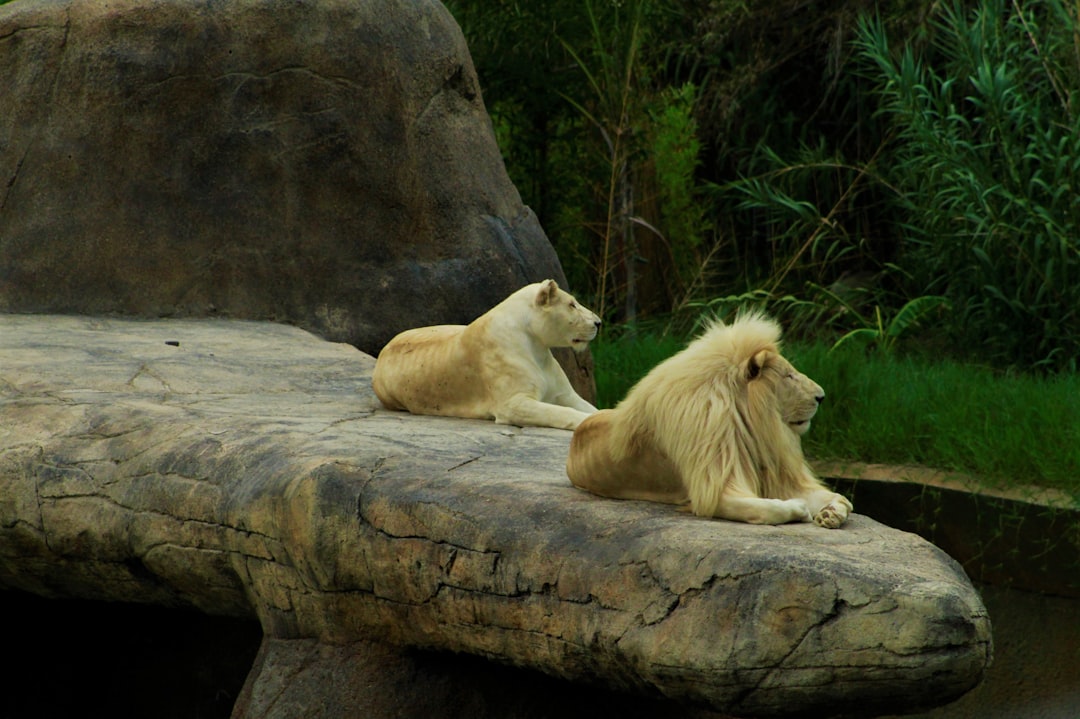 Two white lions lounging on a large rock in a zoo, side view, photorealistic landscapes in the style of various artists. –ar 128:85