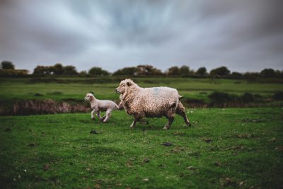 A mother sheep and her lamb running across the green field, documentary photography, overcast weather, full body shot, in the style of fujifilm XH2D --ar 128:85