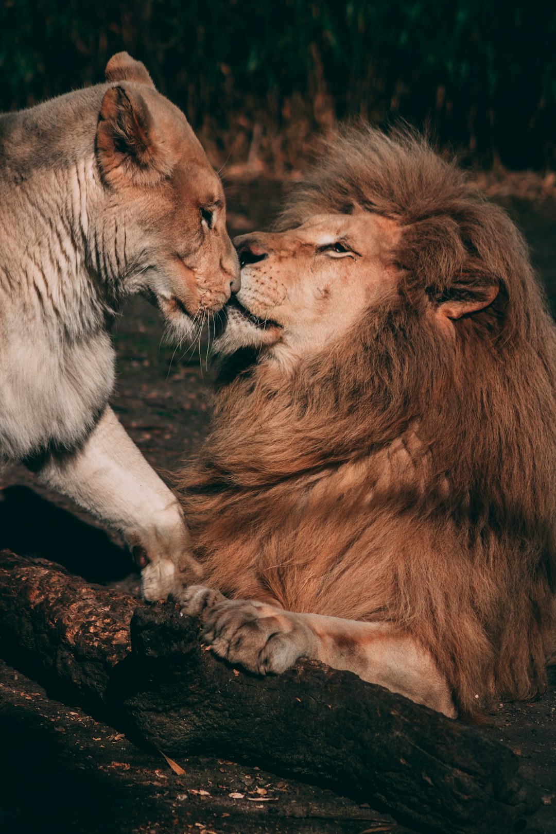 A lion and an eagle sitting on the ground in love, a photo realistic and cinematic romantic tender moment between two animals in nature photography. Shot with a Sony Alpha A7 III and f/2 lens, in the style of Fujifilm with warm tones and a light white and beige color theme. A full body portrait with a closeup of the face in side view. –ar 85:128