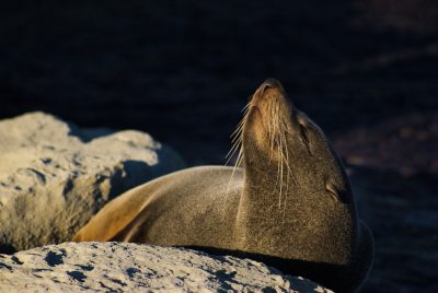 Australian sea lion sleeping on a rock during sunset, close up profile view, hyper realistic photography in the style of nature. --ar 128:85