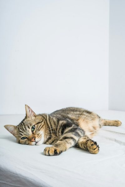 Real photo shoot, full body portrait of an American Shorthair cat lying on the white bed with its head tilted to one side and looking at you, simple background of a white wall, shot with a Canon camera, depth of field effect, natural light, indoor environment, warm tones, soft lighting, soft focus lens, natural movements. in the style of natural movements.