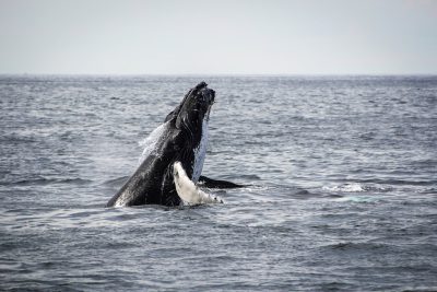 Humpback whale breaching in the water off Cape Cod, USA. The whale diving from the surface in the style of nature. --ar 128:85