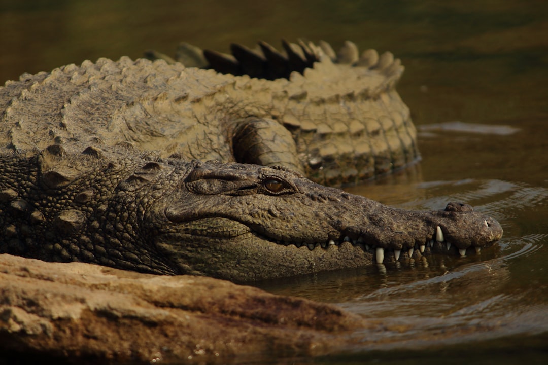 A crocodile lounging on the riverbank, its long snout and sharp teeth visible as it coiled around in calm waters, focusing on its face in the style of a National Geographic photo. –ar 128:85