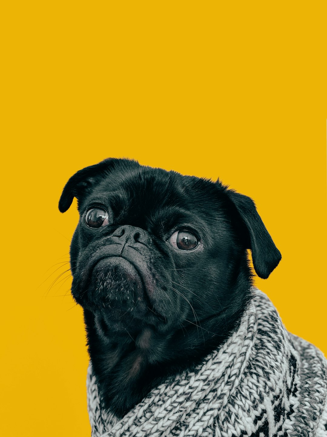 photograph of a black pug wearing a sweater against a yellow background in a minimalist style. –ar 3:4