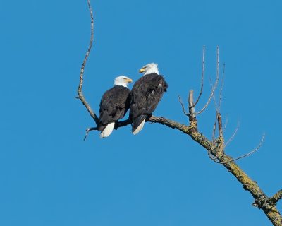 A pair of bald eagles perched on a branch, one showing affectionate body language to its lover, against a clear blue sky background. --ar 64:51