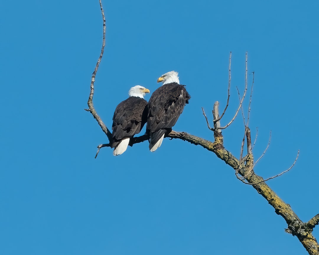 A pair of bald eagles perched on a branch, one showing affectionate body language to its lover, against a clear blue sky background. –ar 64:51