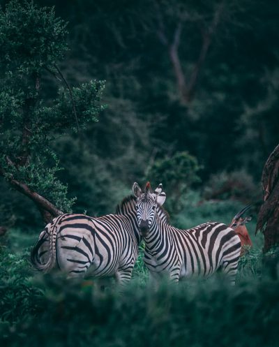 A photo of two zebras in the jungle, one facing the camera and the other with its head resting on its back legs. Next to it, an antelope hides behind a tree trunk. A dark green forest provides the background. Shot with a Sony Alpha A9 II and an f/2 lens in natural light, the ultra realistic photography captures the scene in the style of nature photography. --ar 103:128