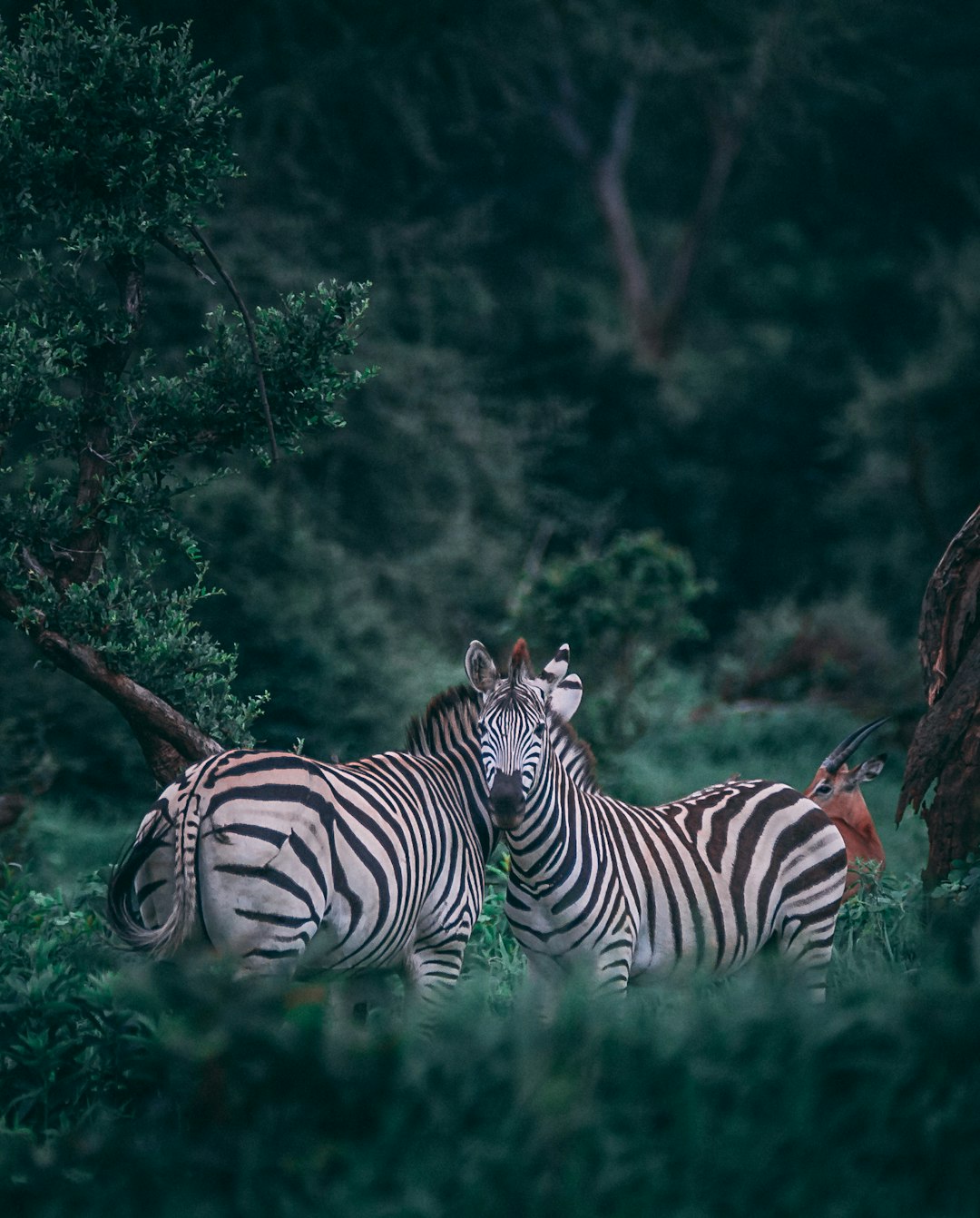 A photo of two zebras in the jungle, one facing the camera and the other with its head resting on its back legs. Next to it, an antelope hides behind a tree trunk. A dark green forest provides the background. Shot with a Sony Alpha A9 II and an f/2 lens in natural light, the ultra realistic photography captures the scene in the style of nature photography. –ar 103:128