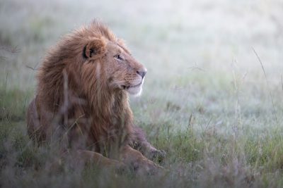 A majestic lion, with its regal mane and piercing gaze, lies in the grassy plains of Serengeti on an early morning mist-covered day. The soft light bathes him as he takes his rest after hunting for food. This scene captures wild beauty and freedom in nature, emphasizing magnificent wildlife in their natural habitat. This image was taken with a Sony FE A7 III camera with a wide-angle lens at an f/8 aperture setting, in the style of magnificent wildlife photography. --ar 128:85