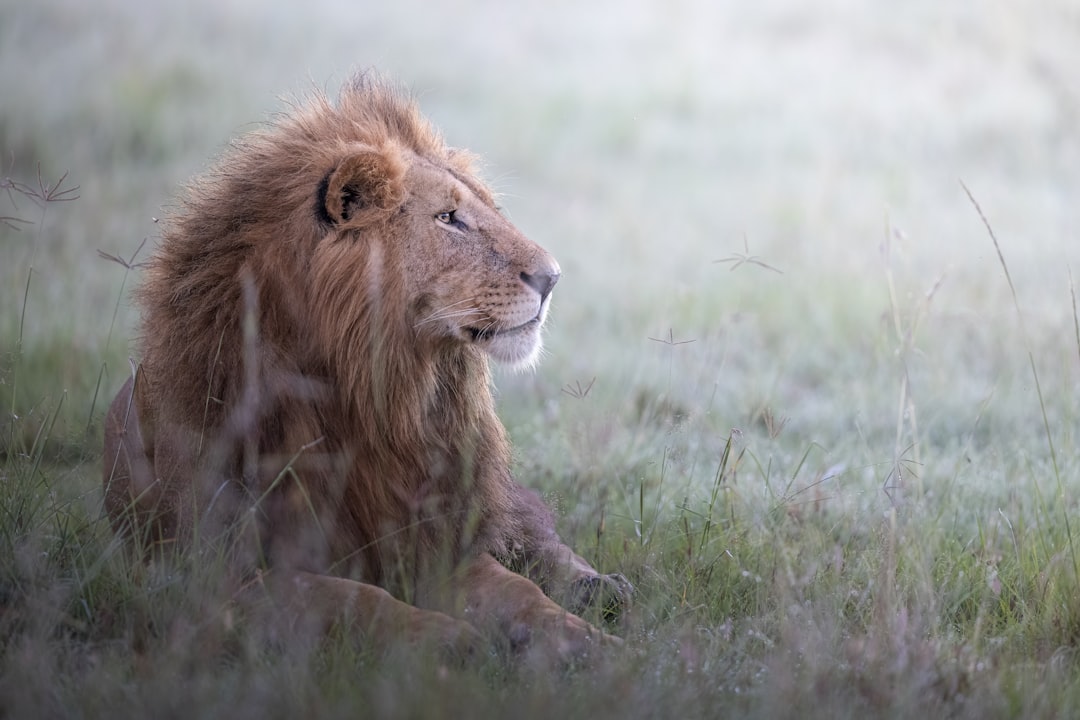 A majestic lion, with its regal mane and piercing gaze, lies in the grassy plains of Serengeti on an early morning mist-covered day. The soft light bathes him as he takes his rest after hunting for food. This scene captures wild beauty and freedom in nature, emphasizing magnificent wildlife in their natural habitat. This image was taken with a Sony FE A7 III camera with a wide-angle lens at an f/8 aperture setting, in the style of magnificent wildlife photography. –ar 128:85