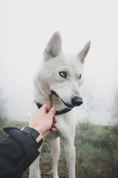 A white husky with blue eyes holds a stick in its mouth as it is pet by a person's hand against a foggy background with a cloudy sky, forest, and grassy field in the style of cinematic photography captured with a Canon EOS R5 camera. --ar 85:128