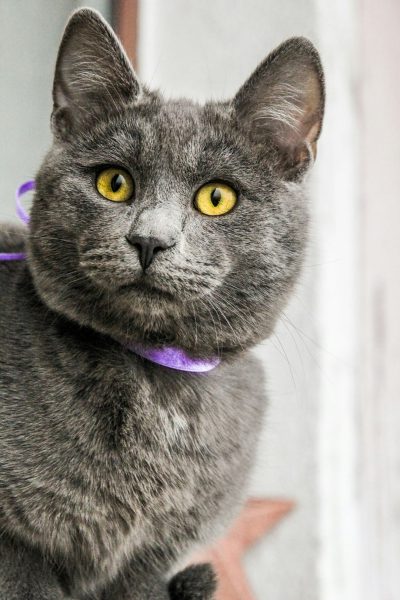 A gray cat with yellow eyes, wearing purple collar and looking at the camera. The background is white wall. --ar 85:128