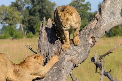 A lion cub is climbing up the tree trunk of an old dead branch, while another young male lion is playing with him in the style of holding his back legs and pulling him off, in a savanna landscape. Nikon D850 DSLR camera with 2470mm lens at f/3 aperture.