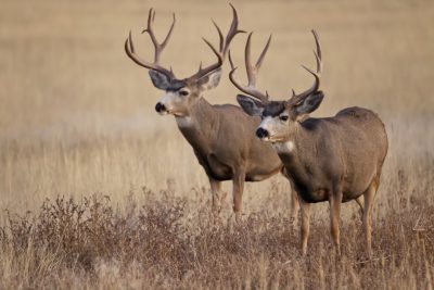 Two mule deer standing in an open field, photo by Michael transferring and raw --ar 128:85