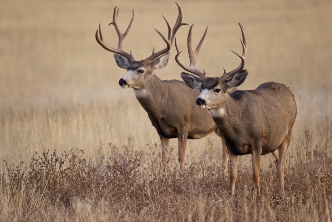 Two mule deer standing in an open field, photo by Michael transferring and raw –ar 128:85