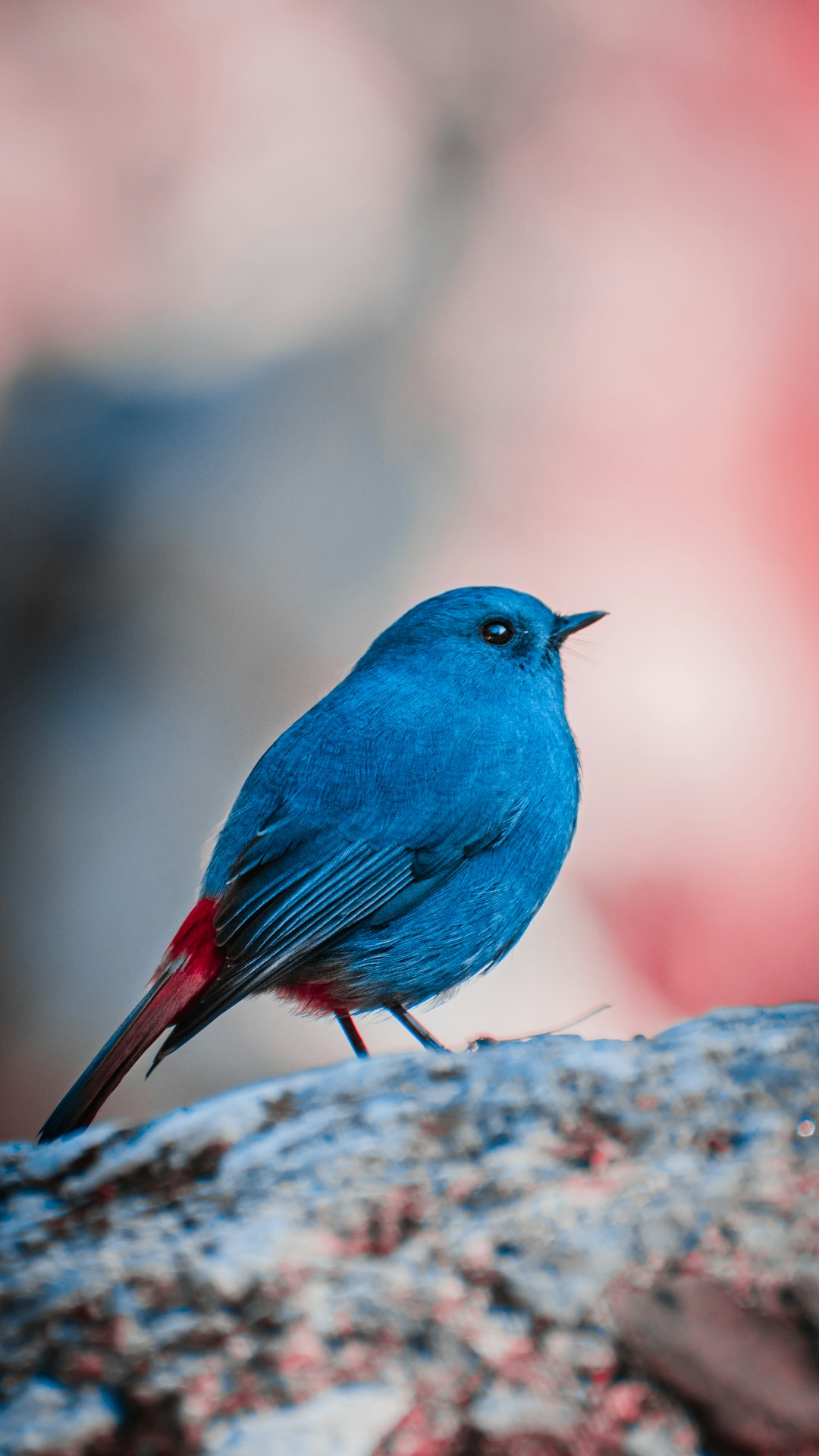 Blue and red bird perched on a rock surface in soft focus photography in the style of primitivism, high resolution image. –ar 9:16