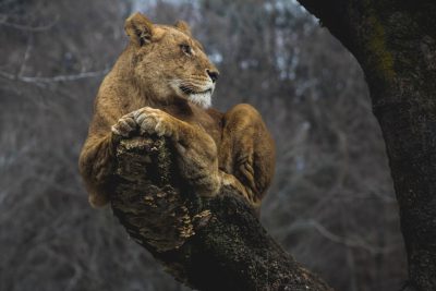 A lioness lounging on the branch of an old tree, full body portrait, photography style by Platon --ar 128:85