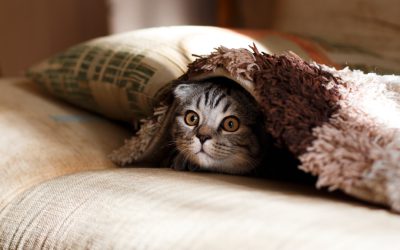 A cute Scottish Fold cat hiding under the blanket on the sofa, in a cozy living room background, with the photo taken in the style of Canon camera, at ISO800. --ar 8:5