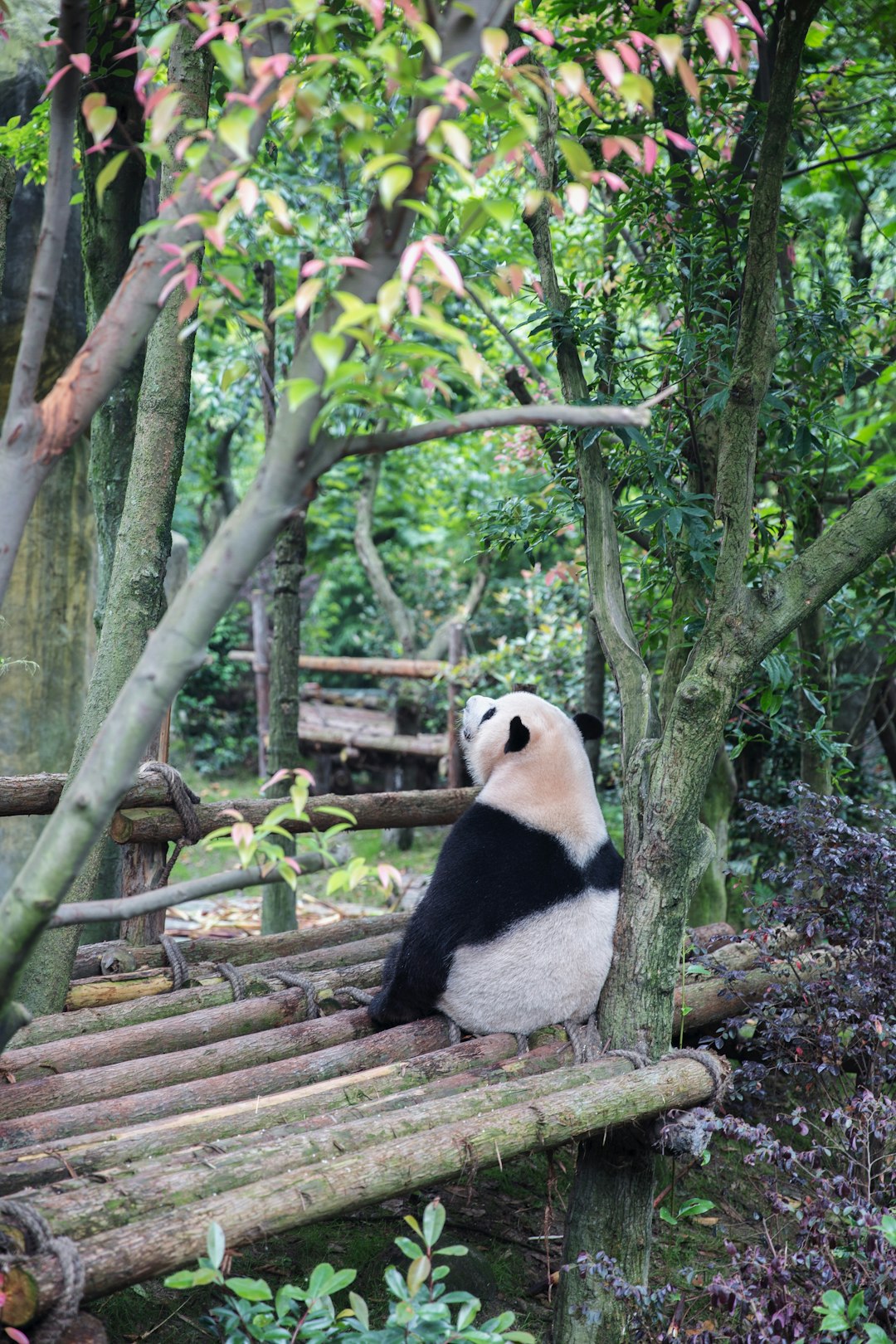 A panda is sitting on a wooden bridge in an outdoor forest, surrounded by lush green trees and colorful flowers. The giant black and white bear has its head raised as if it is looking at something interesting nearby, in the style of National Geographic photo. –ar 85:128