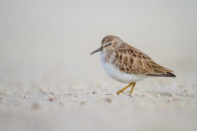 Photograph of an amber colored sandpiper walking along the beach, with a shallow depth of field, white background, taken with a Sony Alpha A7 III camera and telephoto lens, high resolution image with detailed feathers and texture visible, shot from above like a bird's eye view, in soft natural light.