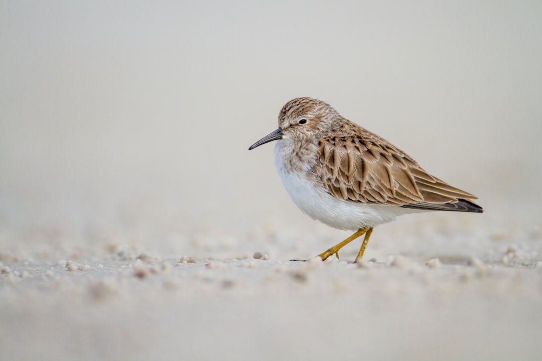 Photograph of an amber colored sandpiper walking along the beach, with a shallow depth of field, white background, taken with a Sony Alpha A7 III camera and telephoto lens, high resolution image with detailed feathers and texture visible, shot from above like a bird’s eye view, in soft natural light.