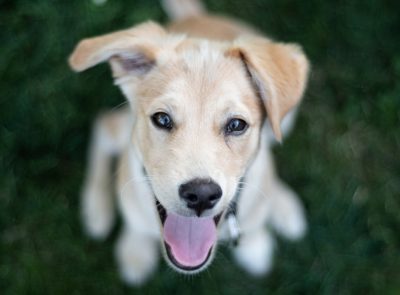 Cute happy puppy looking up at the camera with its tongue out against a green grass background in a closeup shot from above. This is a high resolution, high quality, high definition photograph. --ar 64:47