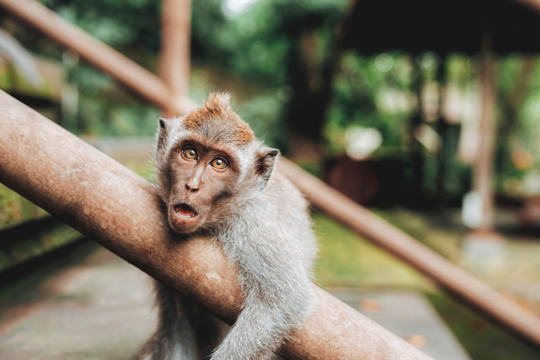 Cute little monkey sitting on the hand of a wooden railing in Bali, with a shocked facial expression. It is a close up photograph, with sharp focus and a blurry background, resembling the style of National Geographic photography. The photo has an unsplash photography style. –ar 128:85