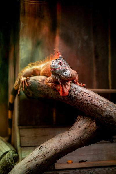 portrait of an iguana on the branch, orange and red color grading, laying down in a zoo environment, cinematic lighting, detailed background, photograph in the style of [David LaChapelle](https://goo.gl/search?artist%20David%20LaChapelle)