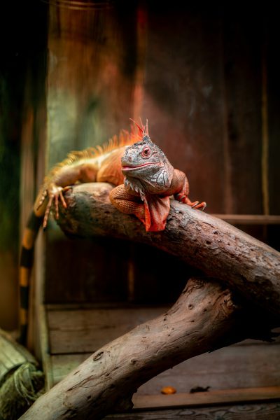 portrait of an iguana sitting on a log, with orange and red color grading, in a zoo cage, with hard light, photography, taken with a canon eos r5 camera --ar 85:128