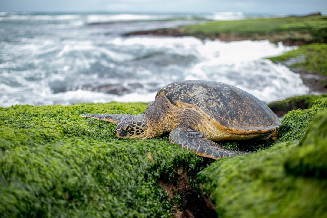 A sea turtle resting on the moss-covered rocks of Hawaii’s green coast, with waves crashing in the background. Canon EOS R5 camera with an f/4 aperture and ISO set to 600 for capturing intricate details in the style of green coat. –ar 128:85