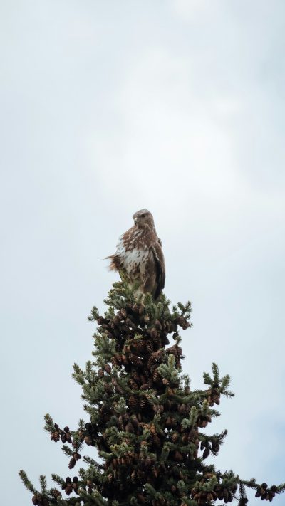 A hawk perched at the top of an evergreen tree, looking out for prey below. The sky is clear and white with some clouds in it. There is no other wildlife around. --ar 9:16