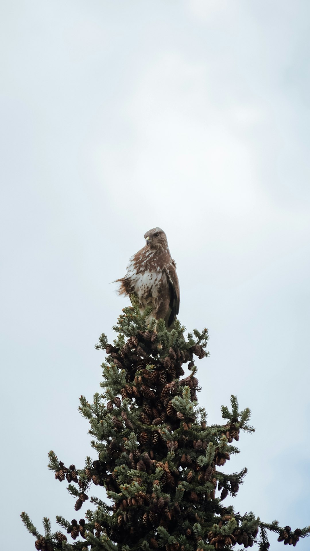 A hawk perched at the top of an evergreen tree, looking out for prey below. The sky is clear and white with some clouds in it. There is no other wildlife around. –ar 9:16