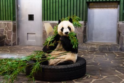 A panda is sitting on top of an old black tire, eating bamboo leaves with its paws and mouth open. The background features green walls covered in white tiles and grey stone flooring. On the left side next to it sits another rubber tube, while at one end there's a door that has silver metal panels. In front of it lies some fresh cut grass, focusing on the subject. --ar 128:85